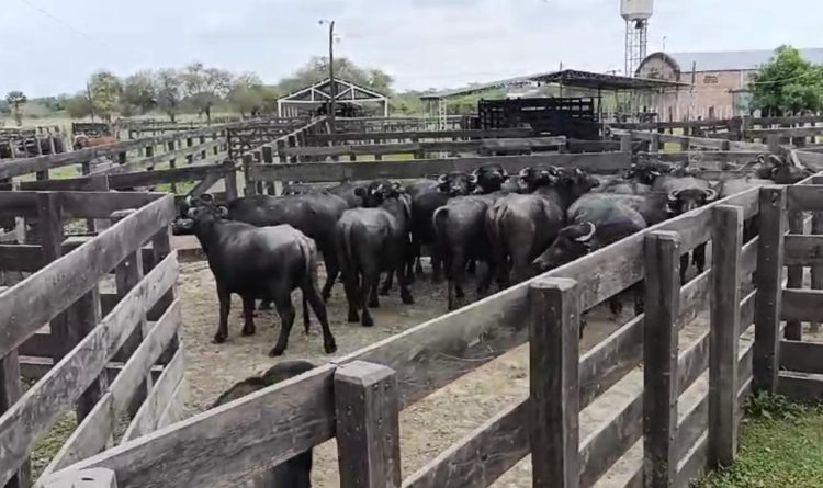 Arranca la Expo Rural Formosa 2024 con una jornada a campo en Pirané