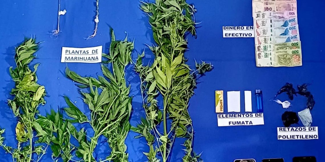 Un hombre tenía plantas de marihuana en su casa, lo detuvieron