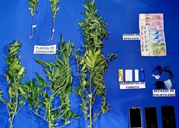 Un hombre tenía plantas de marihuana en su casa, lo detuvieron