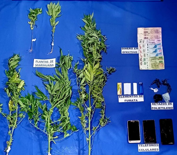 Un hombre tenía plantas de marihuana en su casa, lo detuvieron