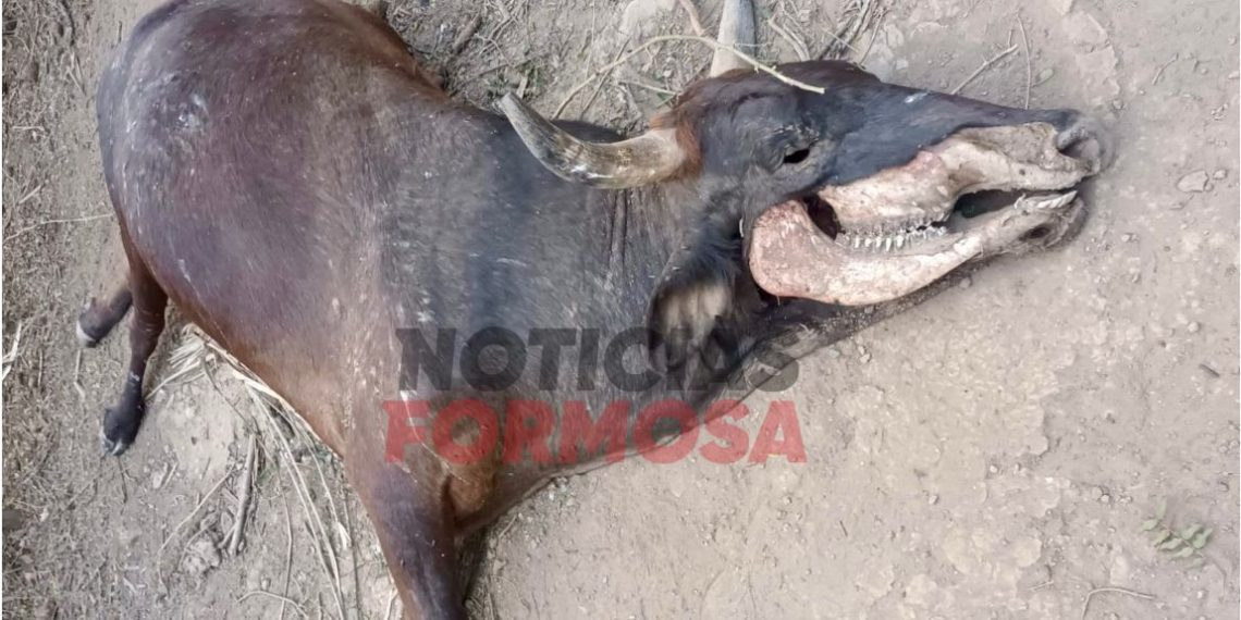 Extraña muerte de una vaca, los pobladores “creen que se trata del chupacabras”