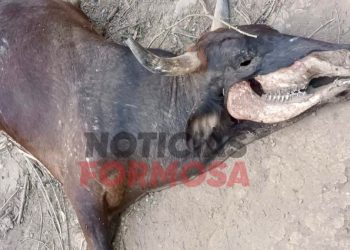 Extraña muerte de una vaca, los pobladores “creen que se trata del chupacabras”
