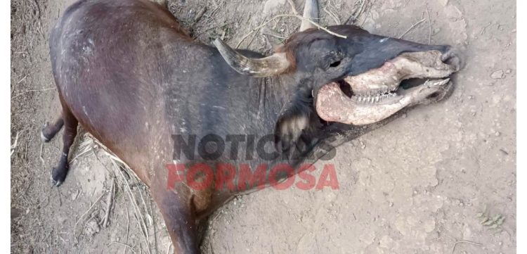 Extraña muerte de una vaca, los pobladores “creen que se trata del chupacabras”