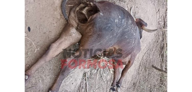 Extraña muerte de una vaca, los pobladores “creen que se trata del chupacabras”