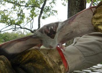 El Colorado: Detectaron un brote de rabia paresiante en un caballo