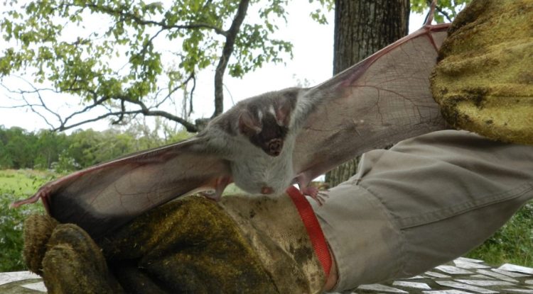 El Colorado: Detectaron un brote de rabia paresiante en un caballo
