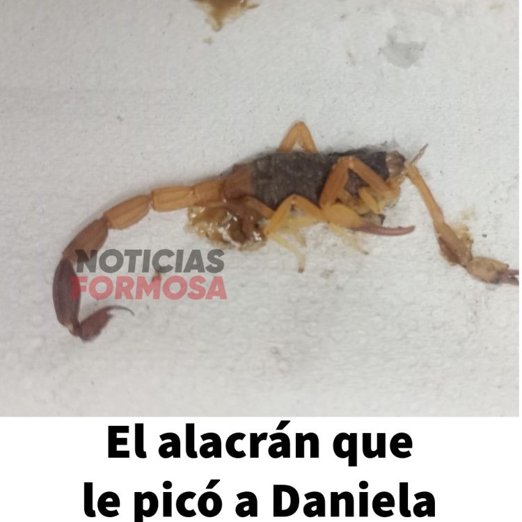 Niña picada por un alacrán venenoso: «Daniela falleció en los brazos de la madre»