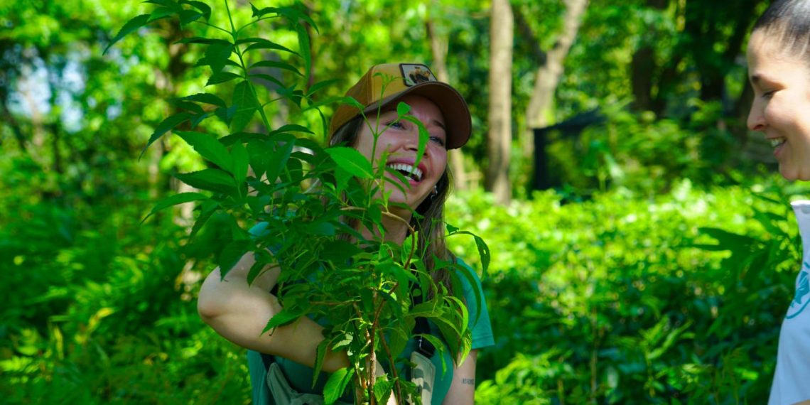 La comuna coloca plantines de árboles en casas o veredas domiciliarias, lo podes solicitar gratuitamente