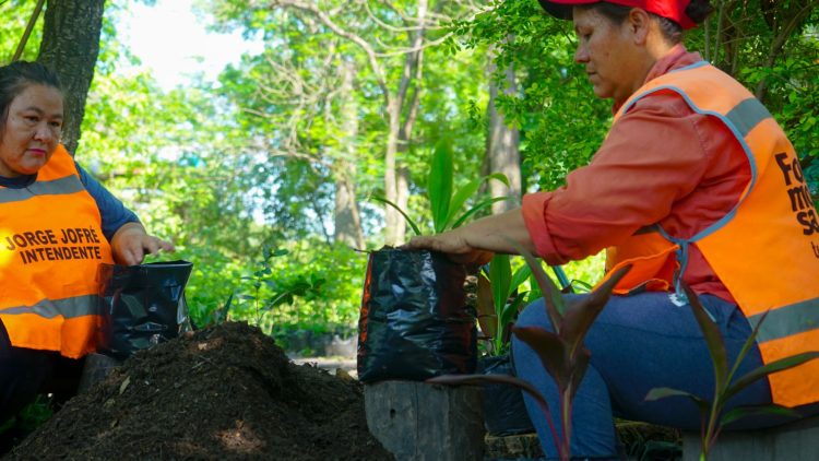 La comuna coloca plantines de árboles en casas o veredas domiciliarias, lo podes solicitar gratuitamente