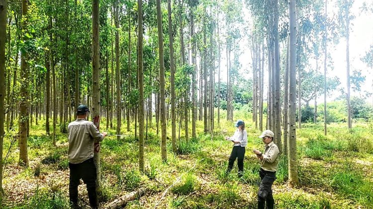 Unitán se convirtió en la primera en vender bonos de carbono al exterior