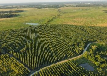 Unitán se convirtió en la primera en vender bonos de carbono al exterior