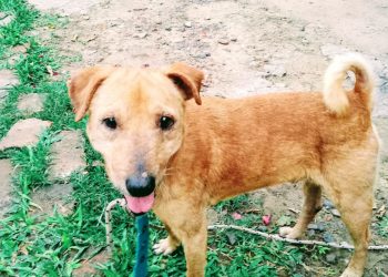 Un ángel de cuatro patas dejó Formosa tras perder su última batalla