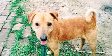 Un ángel de cuatro patas dejó Formosa tras perder su última batalla