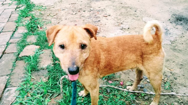 Un ángel de cuatro patas dejó Formosa tras perder su última batalla