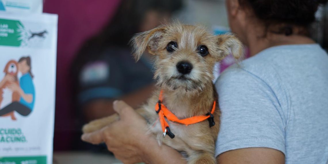 Se llevará a cabo el operativo de castración masiva de mascotas en el barrio 25 de Mayo