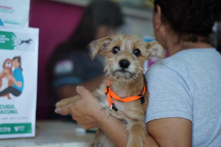 Se llevará a cabo el operativo de castración masiva de mascotas en el barrio 25 de Mayo