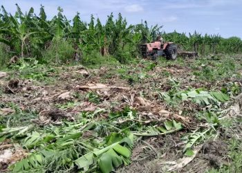 Diario porteño asegura que Milei se puso de acuerdo con Insfrán para destruir el sector bananero