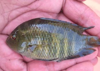 Un pez, el inesperado aliado del noreste argentino contra el Aedes aegypti y el dengue