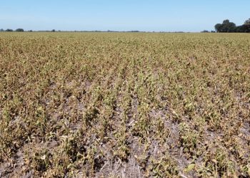 El invierno podría ser más cálido de lo habitual en el norte y este del país