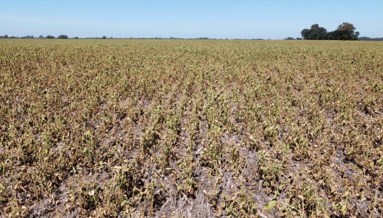 El invierno podría ser más cálido de lo habitual en el norte y este del país