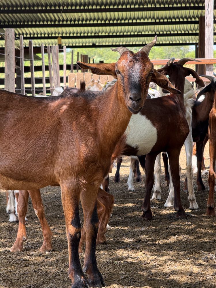 La innovación productiva le presenta pelea a la desertificación en el Gran Chaco