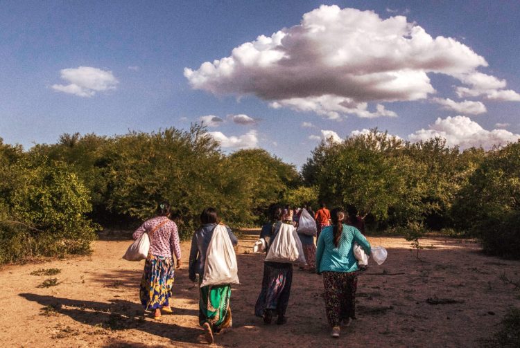 La innovación productiva le presenta pelea a la desertificación en el Gran Chaco