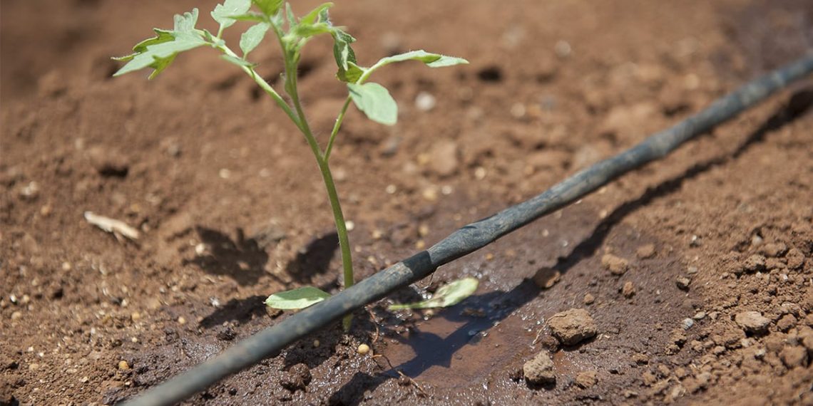 La innovación productiva le presenta pelea a la desertificación en el Gran Chaco