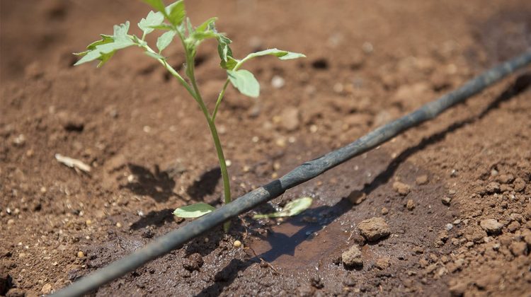 La innovación productiva le presenta pelea a la desertificación en el Gran Chaco