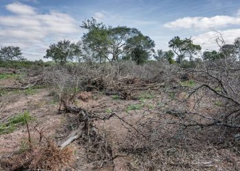 Medio nacional y Greenpeace afirman que desde 2007 Formosa cuadruplicó la superficie de desmontes