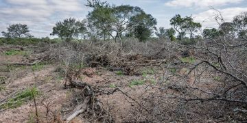 Medio nacional y Greenpeace afirman que desde 2007 Formosa cuadruplicó la superficie de desmontes