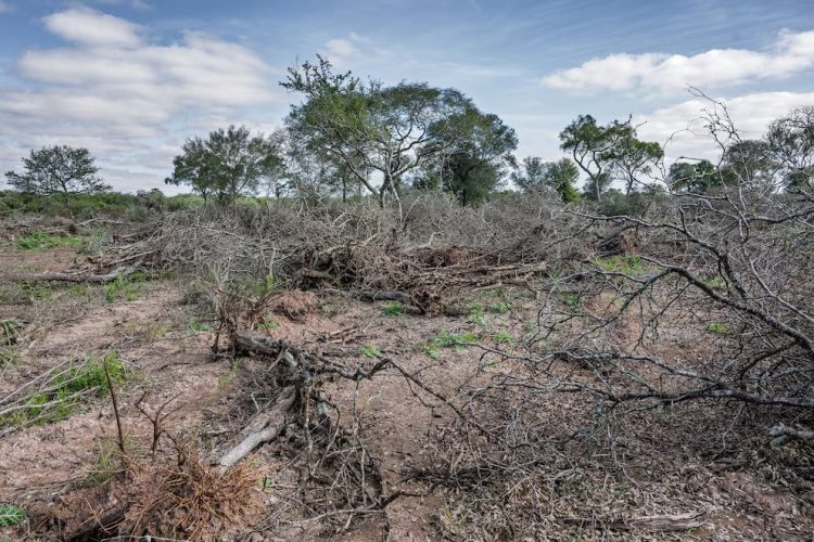 Medio nacional y Greenpeace afirman que desde 2007 Formosa cuadruplicó la superficie de desmontes