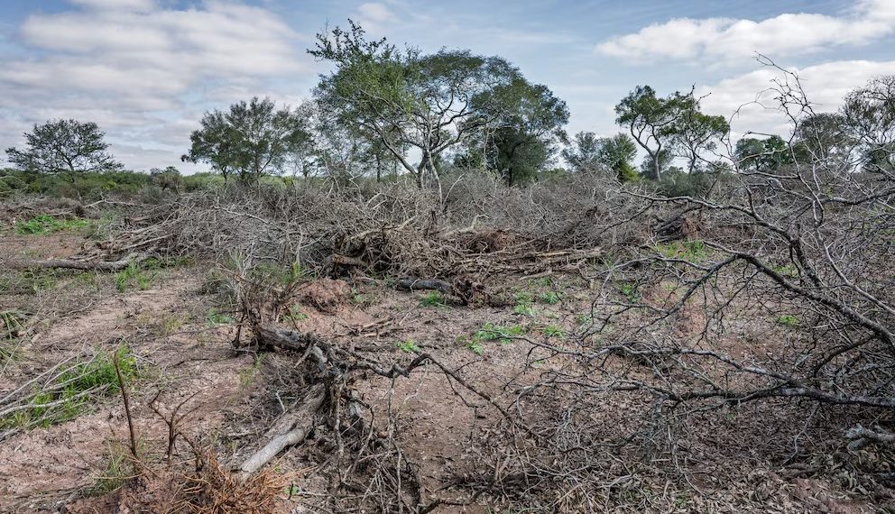 Medio nacional y Greenpeace afirman que desde 2007 Formosa cuadruplicó la superficie de desmontes