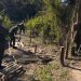 Gendarmería anuló 25 precarios puentes utilizados como paso clandestino entre Argentina y Paraguay