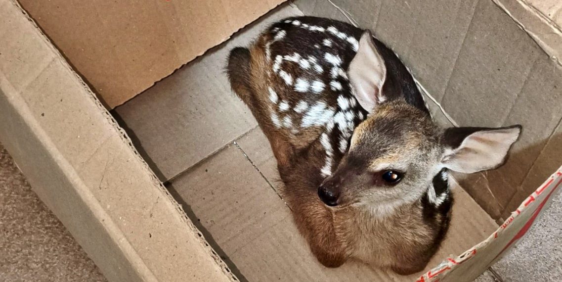 Gendarmería Nacional rescató a un ciervo que era trasladado oculto en una mochila