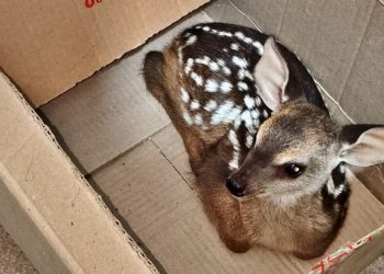 Gendarmería Nacional rescató a un ciervo que era trasladado oculto en una mochila