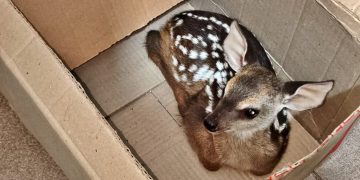 Gendarmería Nacional rescató a un ciervo que era trasladado oculto en una mochila