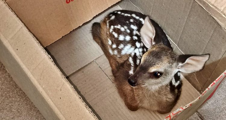 Gendarmería Nacional rescató a un ciervo que era trasladado oculto en una mochila