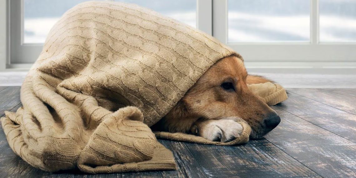 Cuidá a tus mascotas del frío: recomendaciones clave para este invierno