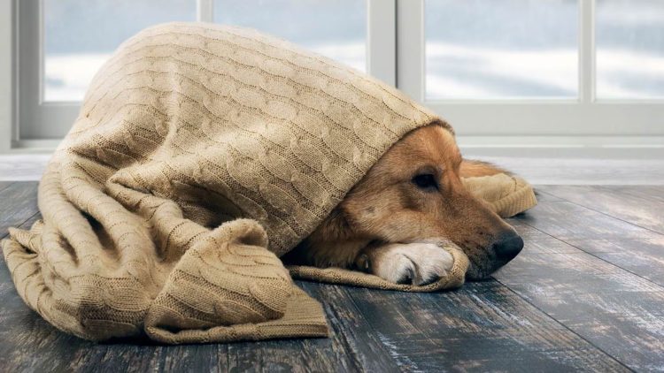 Cuidá a tus mascotas del frío: recomendaciones clave para este invierno