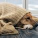 Cuidá a tus mascotas del frío: recomendaciones clave para este invierno