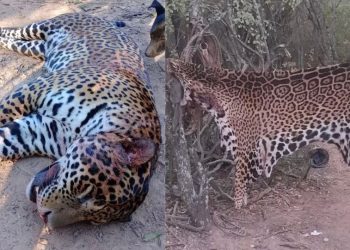 La historia de los cuatro acusados de cazar y carnear a un yaguareté en Formosa: quiénes son y cómo esperan el juicio