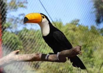 Guaycolec invitó a las familias a visitar el centro de rescate de especies autóctonas
