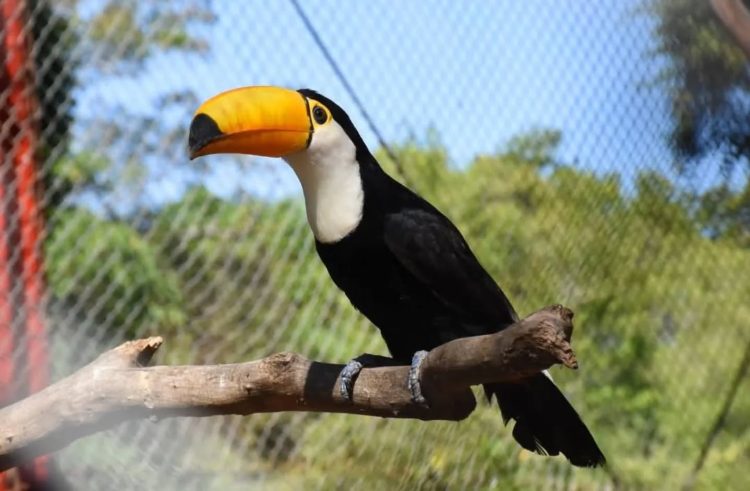 Guaycolec invitó a las familias a visitar el centro de rescate de especies autóctonas