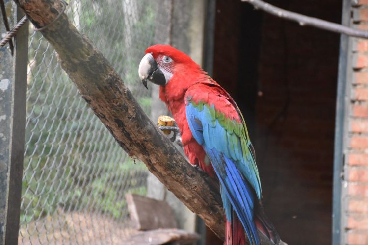 Guaycolec invitó a las familias a visitar el centro de rescate de especies autóctonas