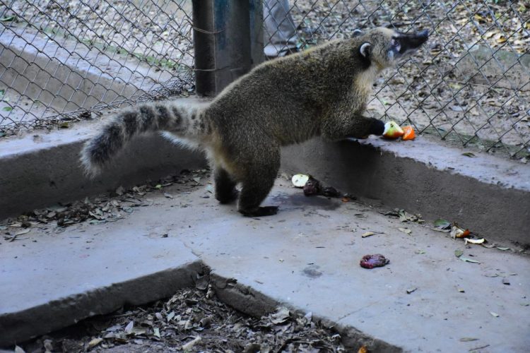 Guaycolec invitó a las familias a visitar el centro de rescate de especies autóctonas
