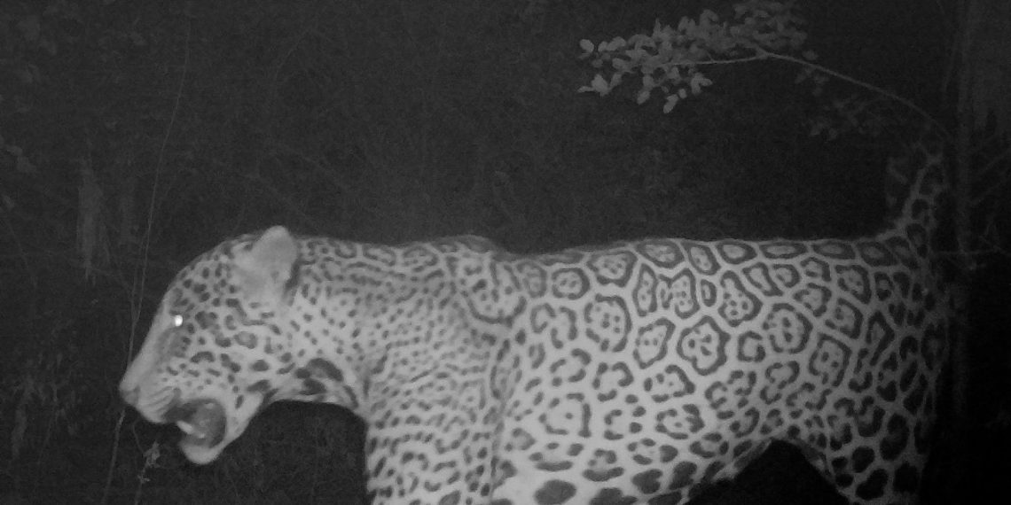 Un ejemplar de yaguareté fue registrado pasando por la provincia