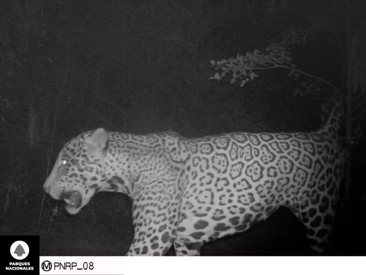 Un ejemplar de yaguareté fue registrado pasando por la provincia