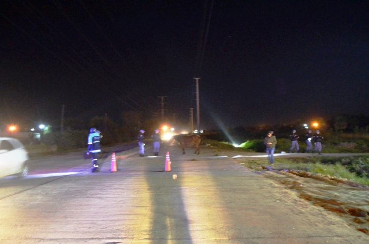 Un joven motociclista murió tras chocar contra un caballo suelto en transitada avenida