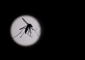 Dengue en América: descubrieron un patrón climático que anticipa el riesgo de brotes