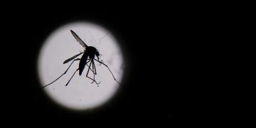 Dengue en América: descubrieron un patrón climático que anticipa el riesgo de brotes